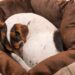 Quels sont les signes de fin de vie d'un chien ?