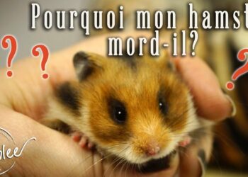 Quels sont les signes de stress chez les rongeurs ?