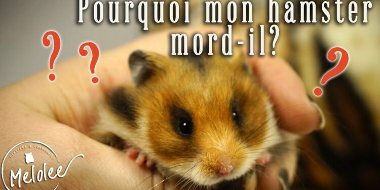 Quels sont les signes de stress chez les rongeurs ?