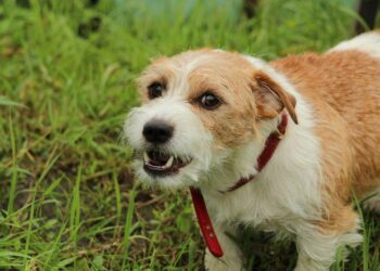 Quels sont les signes d'un chien agressif ?