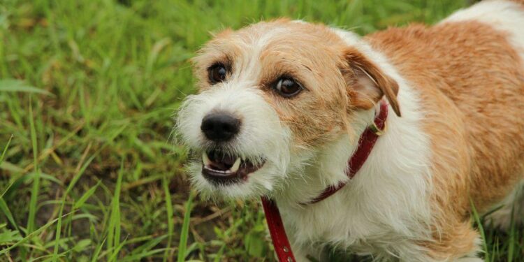 Quels sont les signes d'un chien agressif ?