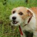Quels sont les signes d'un chien agressif ?