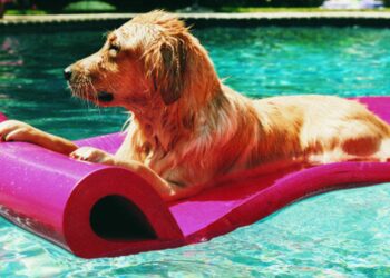 Quels sont les signes d'un chien qui souffre ?