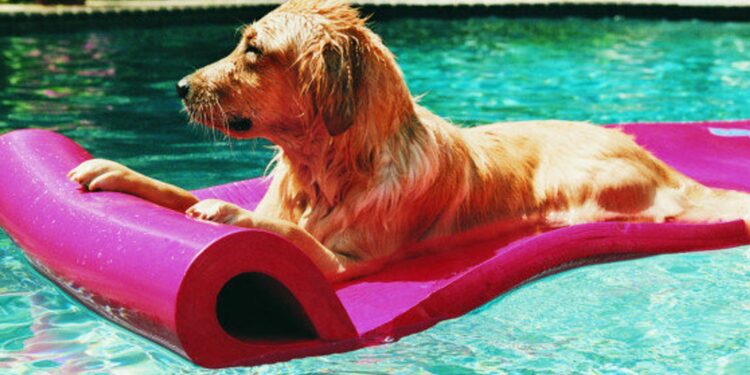 Quels sont les signes d'un chien qui souffre ?