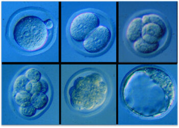 Quels sont les signes d'une fécondation réussie ?