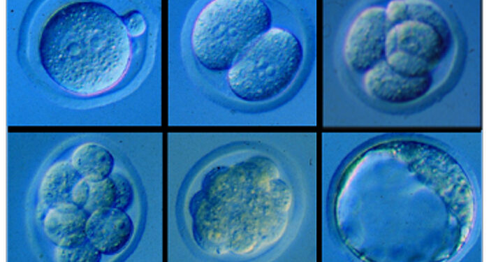 Quels sont les signes d'une fécondation réussie ?