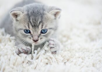 Quels sont les signes que votre chat vous aime ?