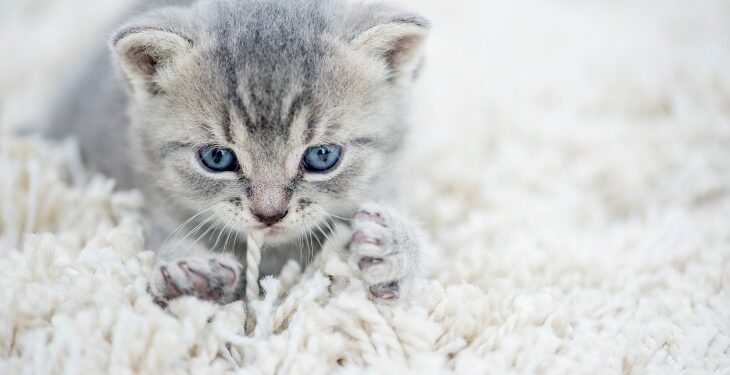 Quels sont les signes que votre chat vous aime ?