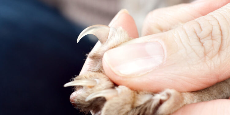 Quels sont les signes que votre chat vous aime ?