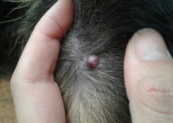 Quels sont les symptômes de la maladie de Lyme chez le chien ?