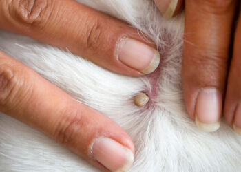 Quels sont les symptômes de la maladie de Lyme chez le chien ?