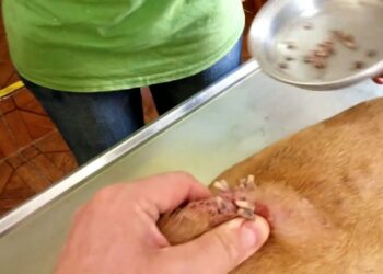 Quels sont les symptômes d'un chien qui a des vers ?