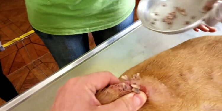 Quels sont les symptômes d'un chien qui a des vers ?