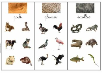 Quels sont les trois types d'animaux ?