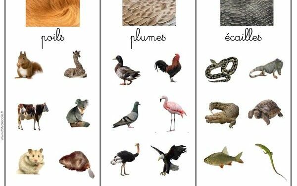 Quels sont les trois types d'animaux ?