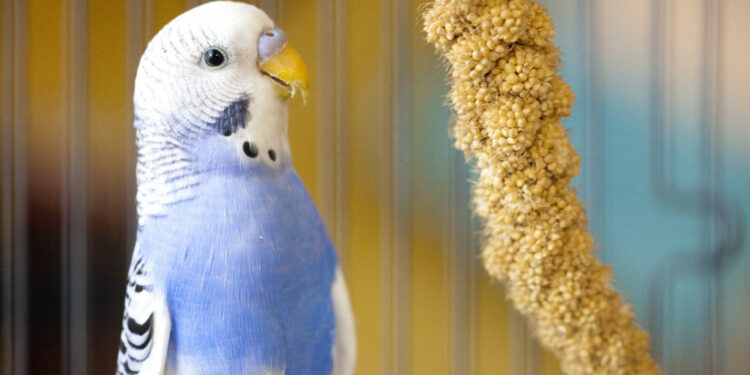 Qu'est ce qu'aime les perruches ?