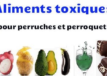 Qu'est ce qu'aime les perruches ?