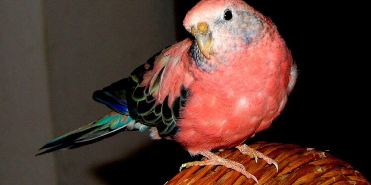 Qu'est ce qu'aime les perruches ?