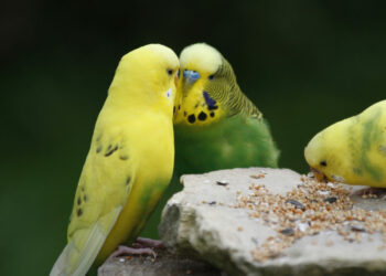 Qu'est ce qu'aime les perruches ?