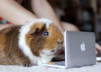 Qu'est ce qu'aime un cochon d'Inde ?