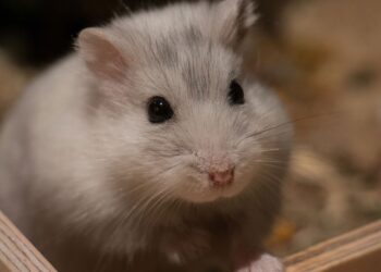 Qu'est ce qu'aime un hamster ?