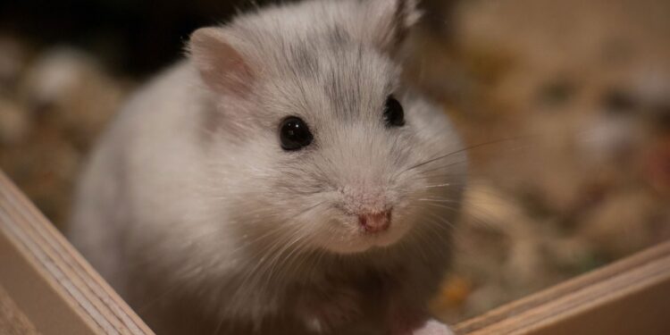 Qu'est ce qu'aime un hamster ?