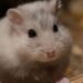 Qu'est ce qu'aime un hamster ?