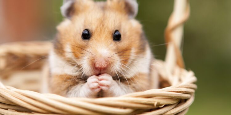 Qu'est ce qu'aime un hamster ?