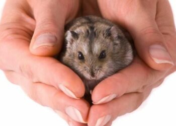 Qu'est ce qu'aime un hamster ?