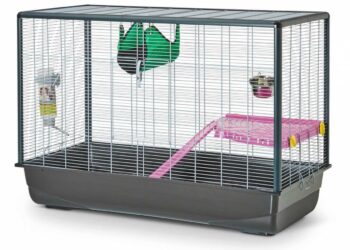 Qu'est-ce que ça mange un rat ?