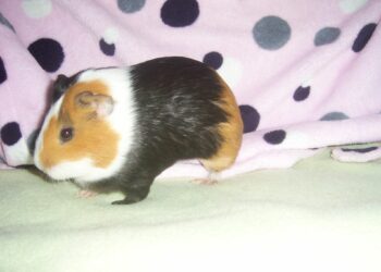 Qu'est-ce que ça veut dire quand un cochon d'Inde tremble ?