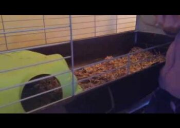 Qu'est-ce que ça veut dire quand un cochon d'Inde tremble ?