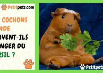 Qu'est-ce que ça veut dire quand un cochon d'Inde tremble ?