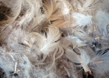 Qu'est-ce-que la matière animale ?