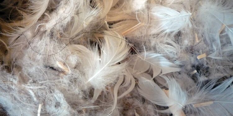 Qu'est-ce-que la matière animale ?