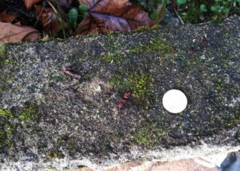 Qu'est-ce que la psittacose ?