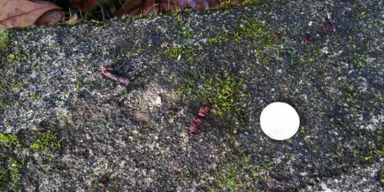 Qu'est-ce que la psittacose ?