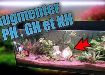 Qu'est-ce que le KH dans un aquarium ?