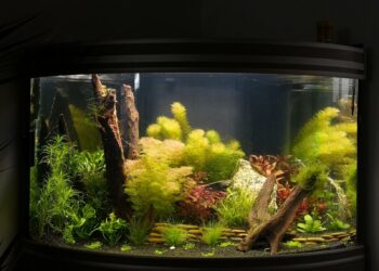 Qu'est-ce que le KH dans un aquarium ?