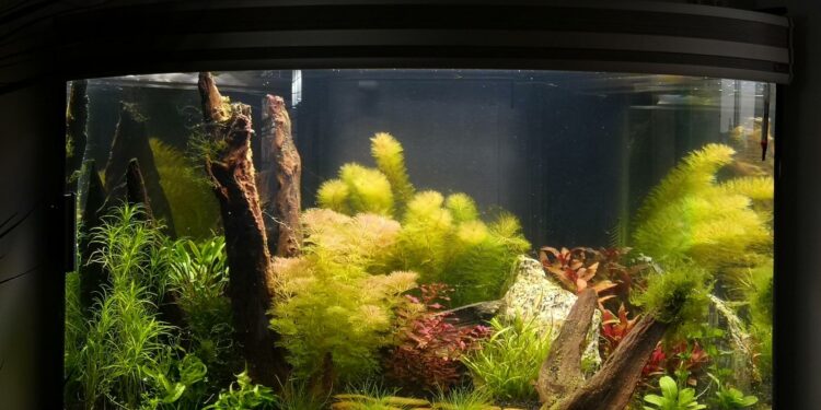 Qu'est-ce que le KH dans un aquarium ?