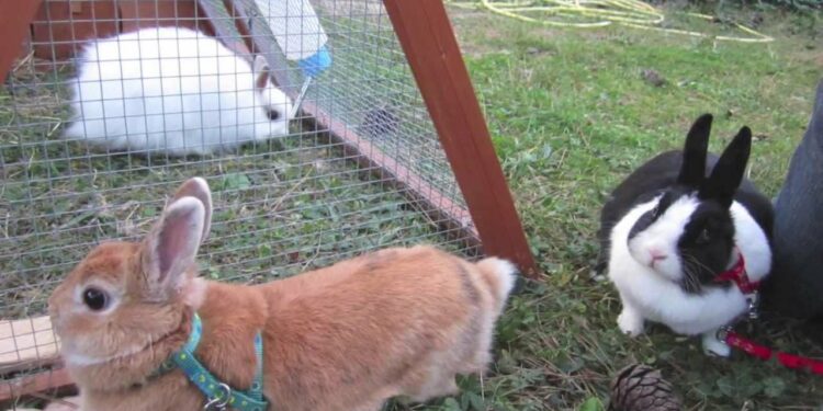 Qu'est-ce que le lapin n'aime pas ?