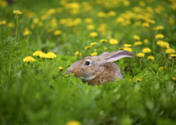 Qu'est-ce que le lapin ne peut pas manger ?