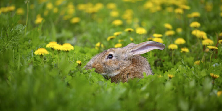 Qu'est-ce que le lapin ne peut pas manger ?