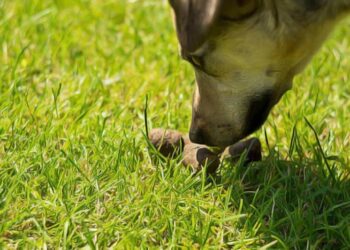 Qu'est-ce que le pica chez le chien ?