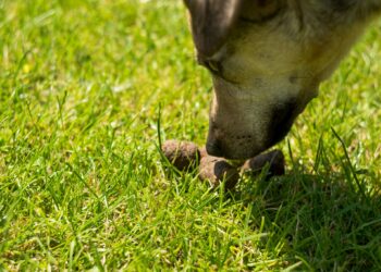 Qu'est-ce que le pica chez le chien ?