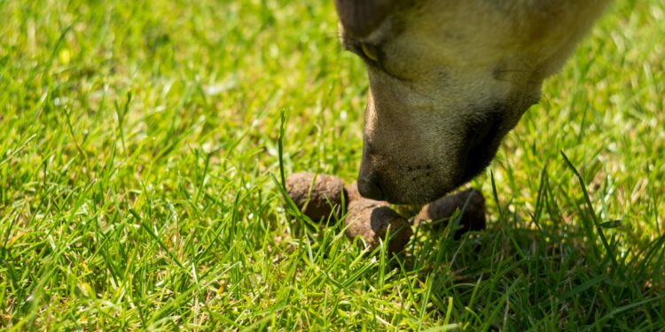 Qu'est-ce que le pica chez le chien ?