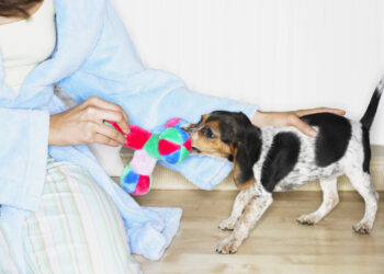 Qu'est-ce que le pica chez le chien ?