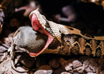 Qu'est-ce que le serpent aime ?