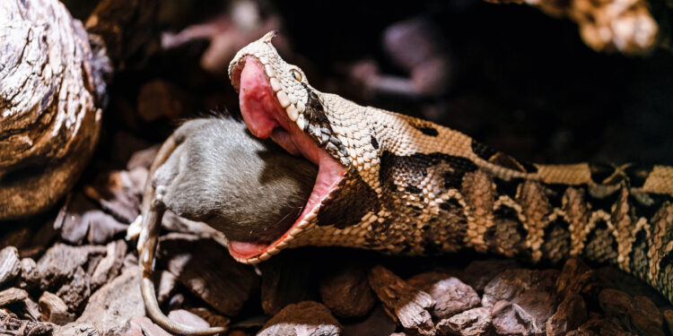 Qu'est-ce que le serpent aime ?