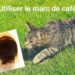 Qu'est-ce que les chats n'aiment pas ?
